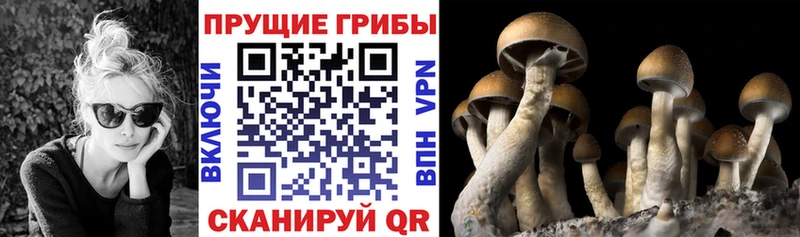 Галлюциногенные грибы Cubensis  Злынка 